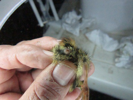 cloaca expuesta 4